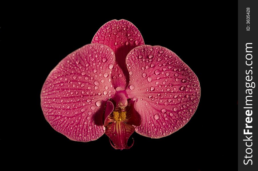 Pink Wet Orchid On Black
