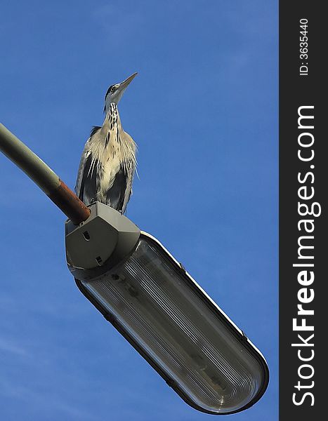 Great grey heron watching the landscape from the height of a street light