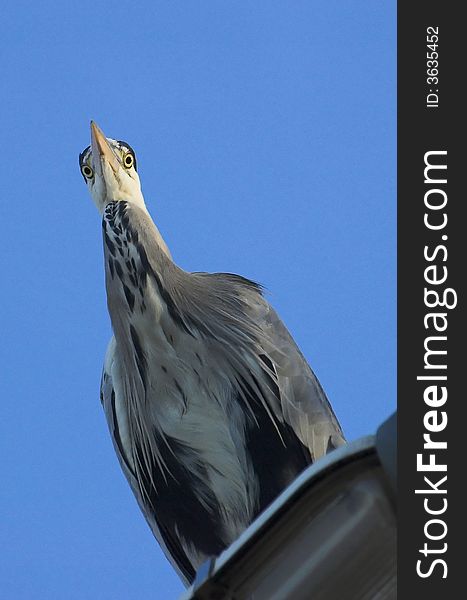 Great grey heron watching the landscape from the height of a street light