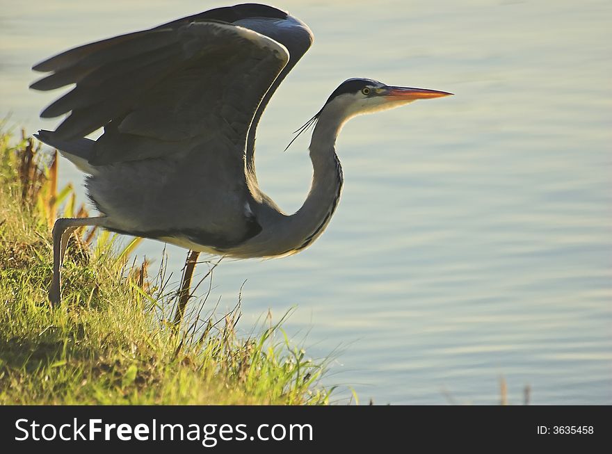 Great grey heron watching the shore, flying off