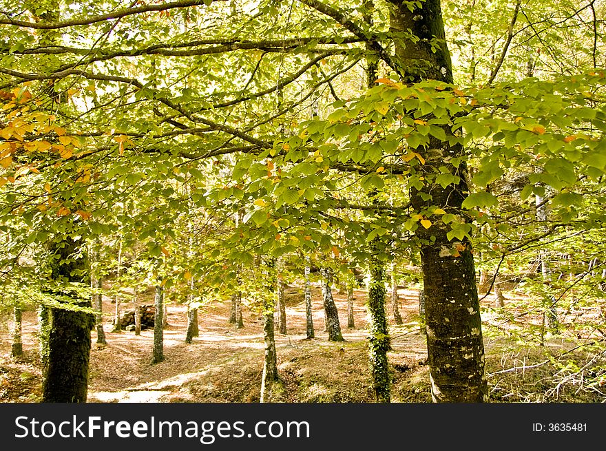 In the woods, on a fall afternoon