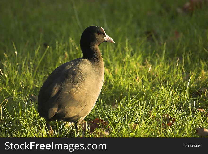 Black baldicoot searching for food next to a canal