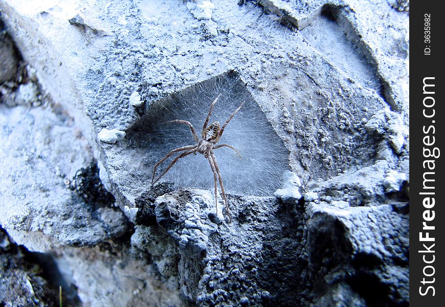Still spider standing on a cliff somewhere in wildly mountains. Still spider standing on a cliff somewhere in wildly mountains