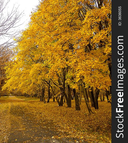Colourful autumn in park in vicinities of Almaty