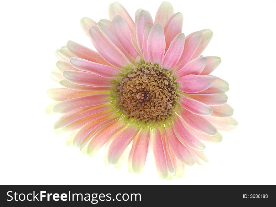 Image of pink gerber flower. Image of pink gerber flower