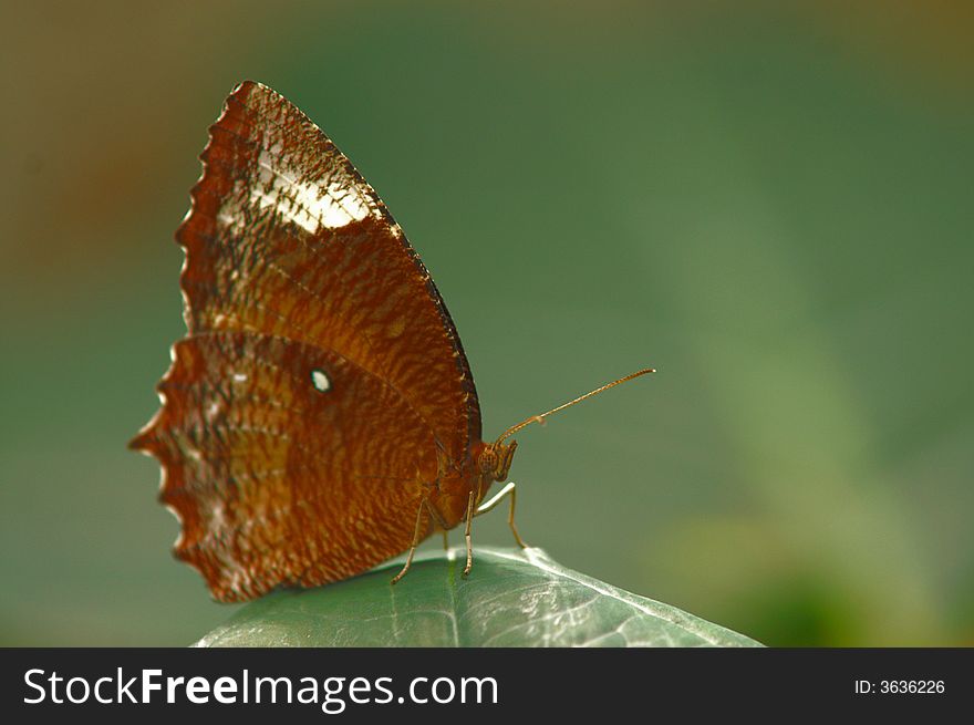 A butterfly with beautiful color on the leaf. A butterfly with beautiful color on the leaf