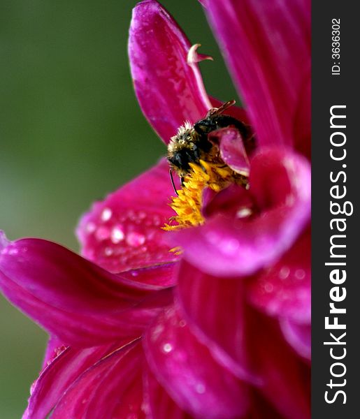 Bumblebee In Flower