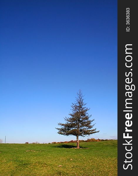 Single tree with blue sky background during Autumn time. Single tree with blue sky background during Autumn time