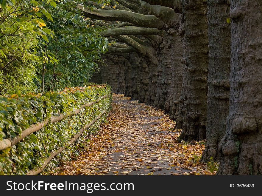 Row of maple trees, Autumn in Switzerland. Row of maple trees, Autumn in Switzerland