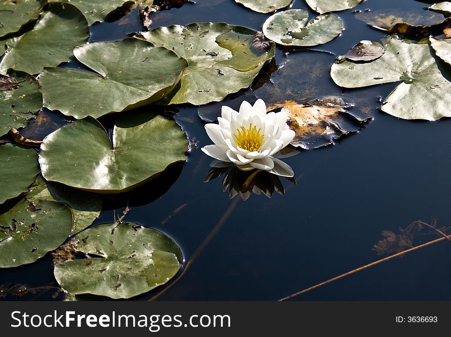 Water lily floating of the surface of the pond surrounded by big leaves. Water lily floating of the surface of the pond surrounded by big leaves