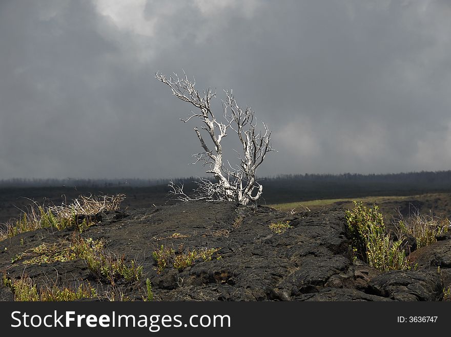 Lone Tree In The Lava