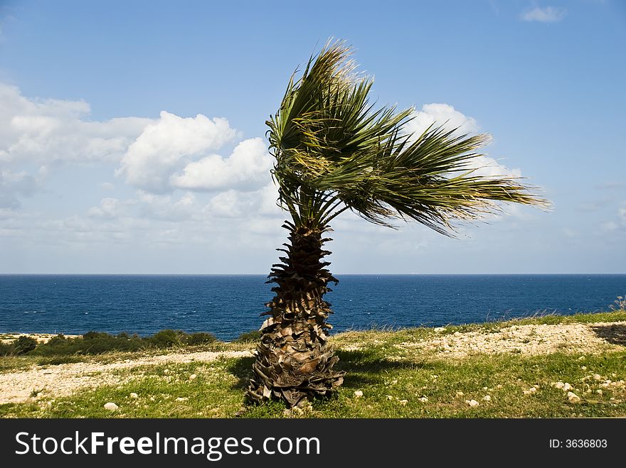 Palm in the wind - on the sea.