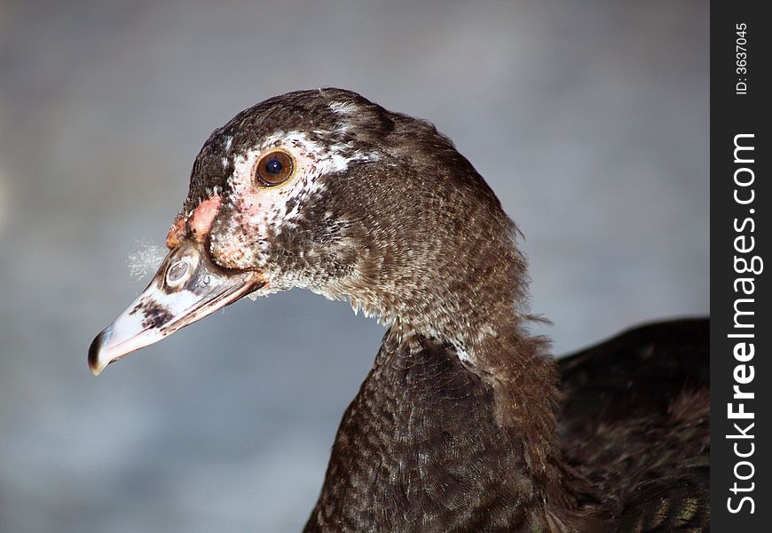 Beautiful portrait of a duck. Beautiful portrait of a duck.