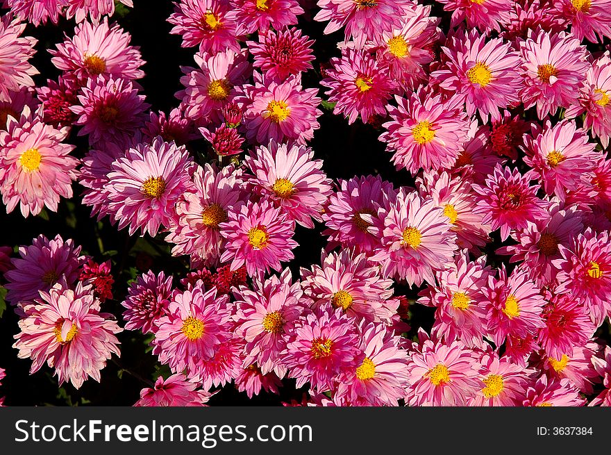 Pink chrysanthemums in the late autumn