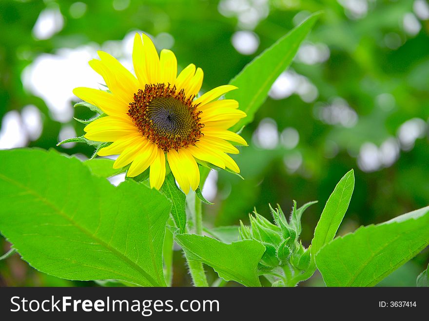 Sunflower with gree background and light