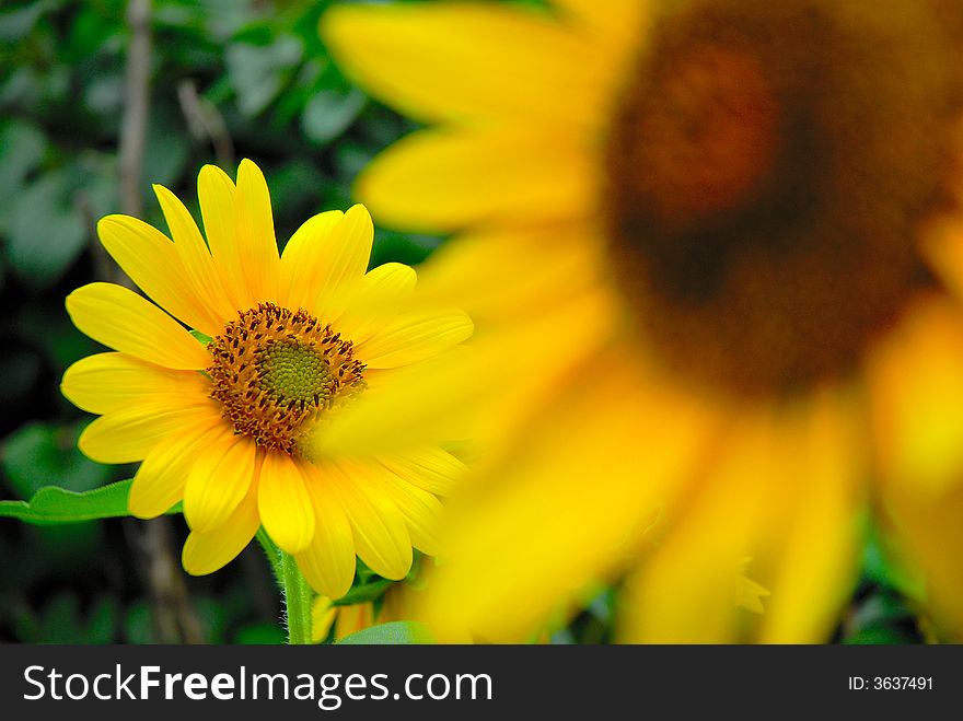 Sunflower with big sunflower foreground green background