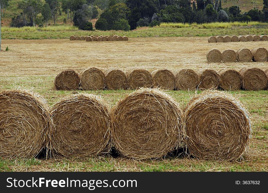 Rolls of hay in the field of QLD, Australia