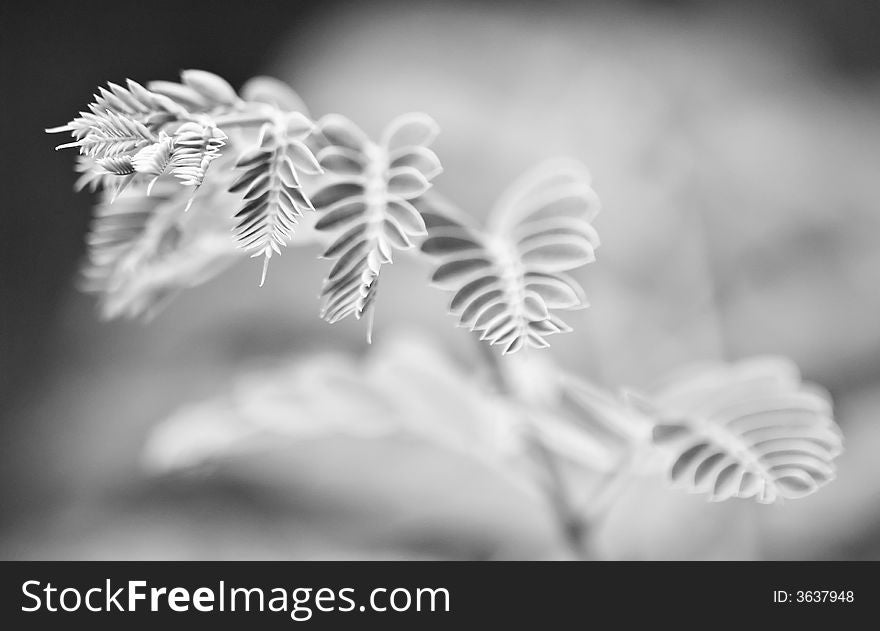 Fresh tender young fronds of the peacock flower tree presented in black and white and shallow dept of field. Fresh tender young fronds of the peacock flower tree presented in black and white and shallow dept of field