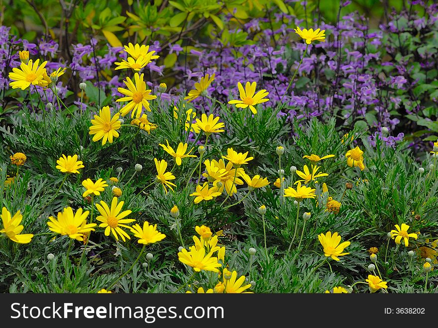 Yellow flowers with purple flowers background