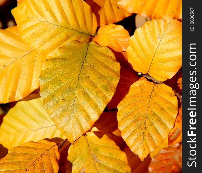 Beech Leaves changing colour in the Autumn Sunshine. Beech Leaves changing colour in the Autumn Sunshine