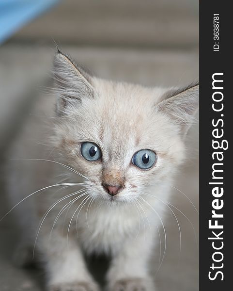 Sight Of A Small Grey Kitten