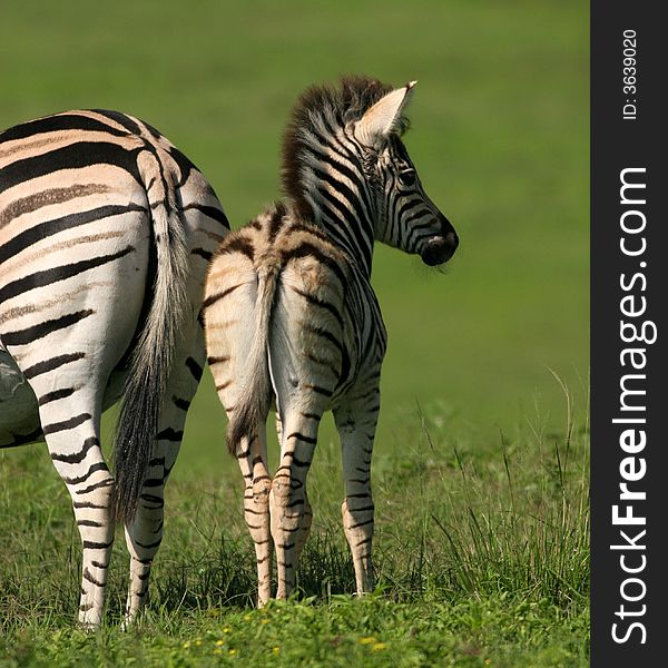 Zebra foal with its mother. Zebra foal with its mother