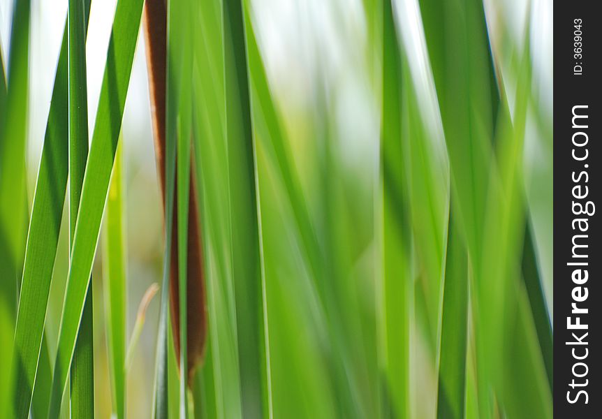 Green reeds in a pond. Green reeds in a pond
