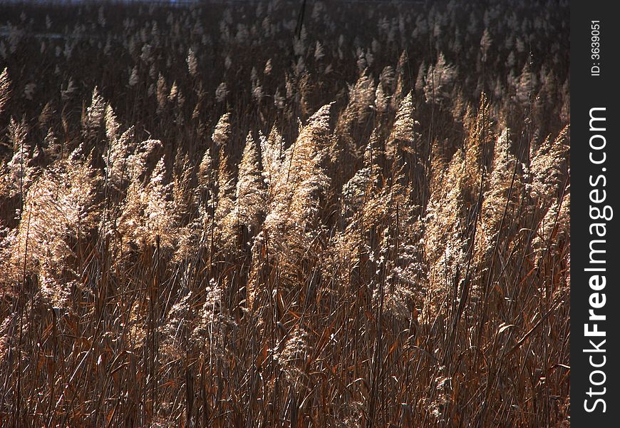 A big area of reeds in a winter's good weather day. A big area of reeds in a winter's good weather day