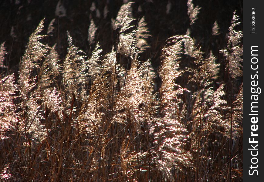 A bunch of reeds in a winter's good sunny day. A bunch of reeds in a winter's good sunny day
