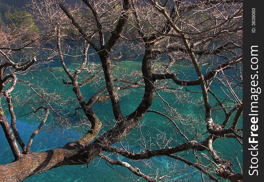 A leafless tree, a pool of cystal water as the background. A leafless tree, a pool of cystal water as the background