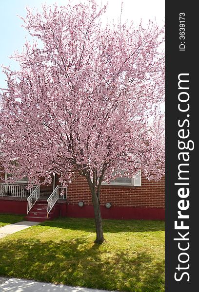 Pink blossoms on single tree with tree in front of residential brick house. Pink blossoms on single tree with tree in front of residential brick house