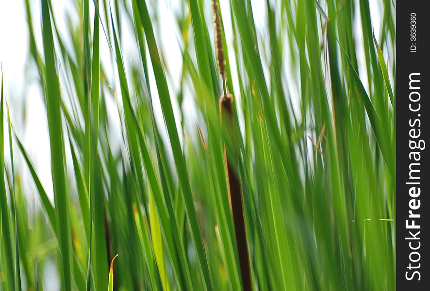 Green reeds in a pond. Green reeds in a pond