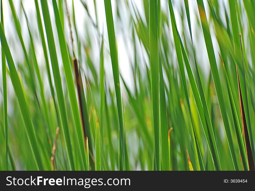 Green reeds in a pond. Green reeds in a pond