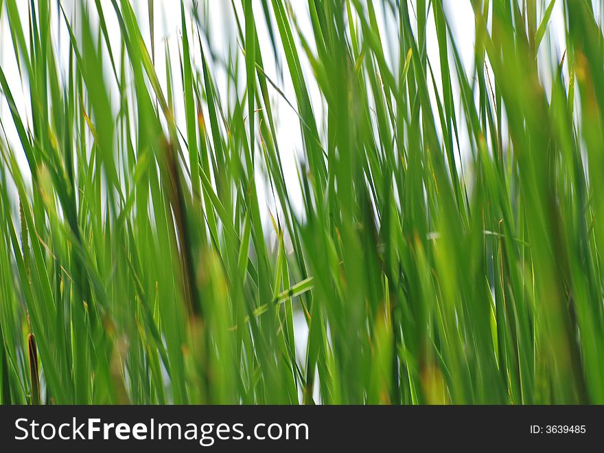 Green reeds in a pond. Green reeds in a pond