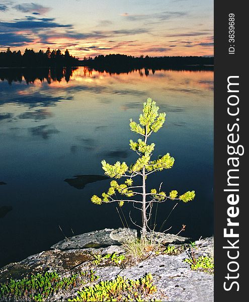 Lonely small tree on a rock above lake