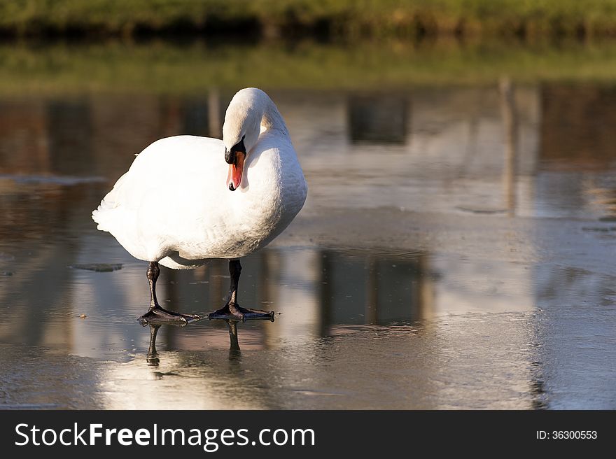 A proud swan on o small frozen pond. A proud swan on o small frozen pond.