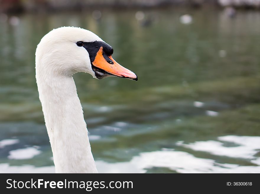 A proud swan swimming on a pond. A proud swan swimming on a pond.