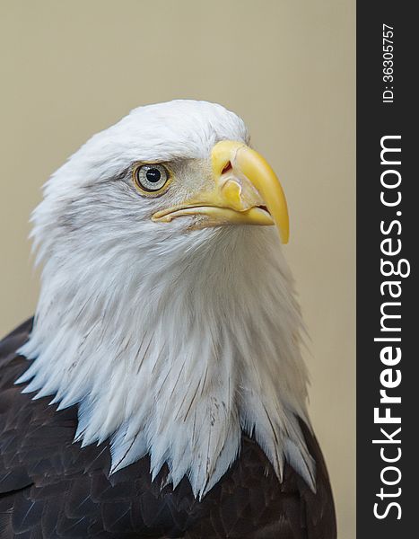 Portrait and Detail of bald eagle's head. Portrait and Detail of bald eagle's head