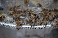Bees At Work Stock Photo Bees At Work Stock Photo