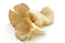 Fresh Oyster Mushrooms Royalty Free Stock Image Fresh Oyster Mushrooms Royalty Free Stock Image
