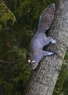 Eastern Gray Squirrel - Sciurus Carolinensis Royalty Free Stock Photos