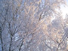 Winter Trees Under Snow On A Blue Sky Background Royalty Free Stock Images Winter Trees Under Snow On A Blue Sky Background Royalty Free Stock Images