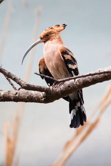 Hoopoe Royalty Free Stock Images