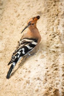 Hoopoe Stock Photos Hoopoe Stock Photos
