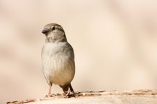 Sparrow Stock Images
