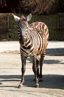 Zebra Royalty Free Stock Image