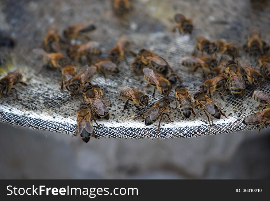 Bees feed to collect honey. Bees feed to collect honey