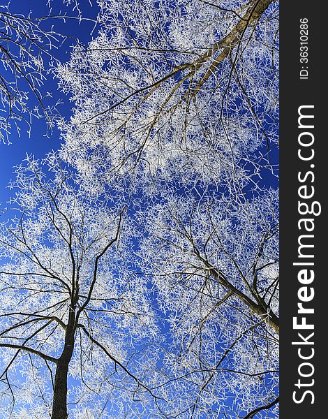 Frost covered trees, profiled on bright sky in winter, in a city park