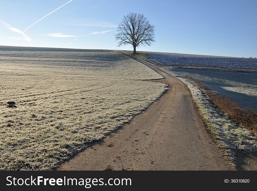 Lonesome oak tree in frozen winter landscape. Lonesome oak tree in frozen winter landscape
