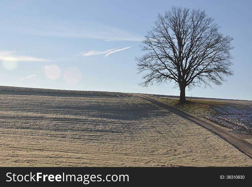 Lone Oak In Winter